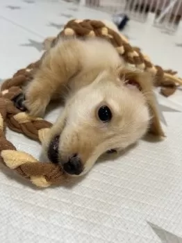 T.Y 様のお迎えした子犬