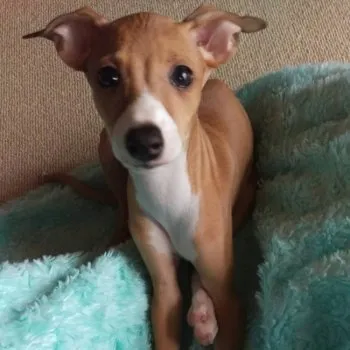 MK 様のお迎えした子犬