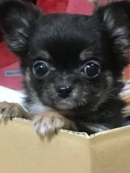 くるみばあば 様のお迎えした子犬