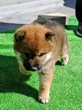 mori936029 様のお迎えした子犬