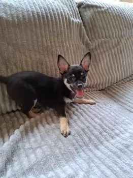 S.K 様のお迎えした子犬