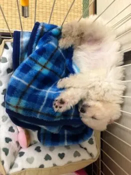 うめ 様のお迎えした子犬