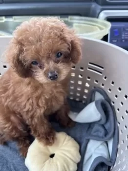 yoshi 様のお迎えした子犬
