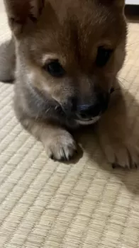 マル 様のお迎えした子犬