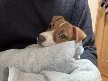M.E 様のお迎えした子犬