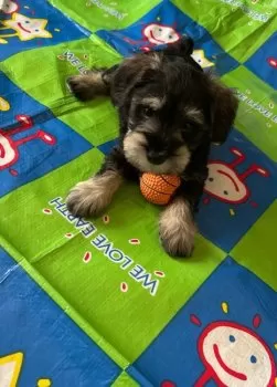 ノリ 様のお迎えした子犬