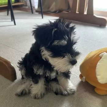 R.H 様のお迎えした子犬