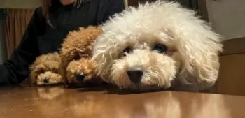 りか 様のお迎えした子犬