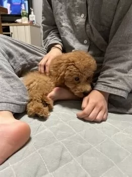 みい 様のお迎えした子犬