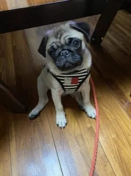 ゆうごりん 様のお迎えした子犬