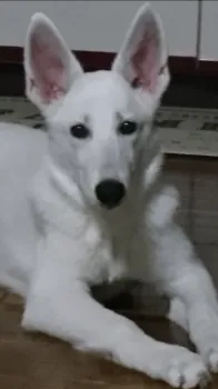 みわんこ 様のお迎えした子犬