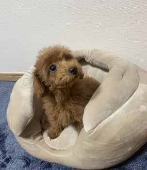 K.T 様のお迎えした子犬