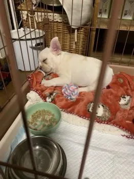 mk 様のお迎えした子犬