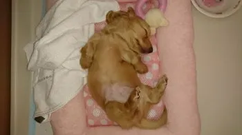 kei 様のお迎えした子犬