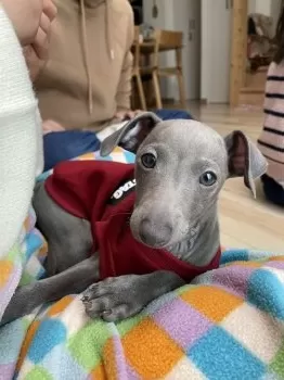 H.T 様のお迎えした子犬