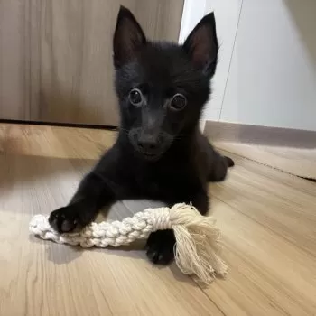はるきち 様のお迎えした子犬