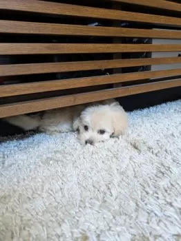 ここふく 様のお迎えした子犬
