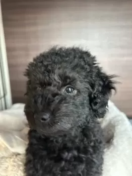 H.A 様のお迎えした子犬
