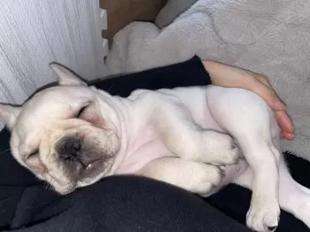 S.H 様のお迎えした子犬