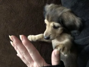 みそ 様のお迎えした子犬