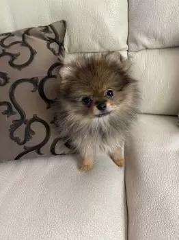 Y.Y 様のお迎えした子犬