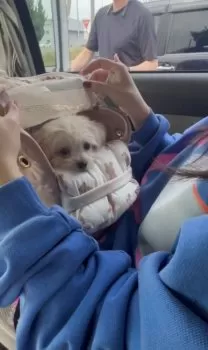 S.I 様のお迎えした子犬