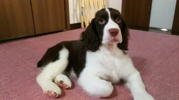 モナパパ 様のお迎えした子犬