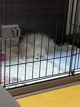 C.Ｉ 様のお迎えした子犬