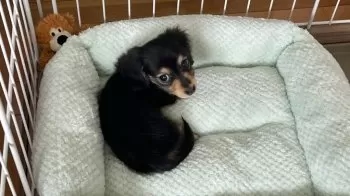 Y.S 様のお迎えした子犬