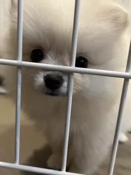 ましろmam 様のお迎えした子犬