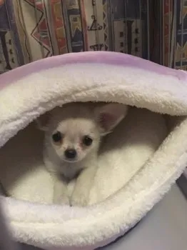 ゆう 様のお迎えした子犬