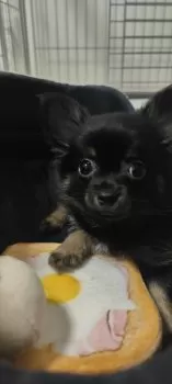 H.N 様のお迎えした子犬