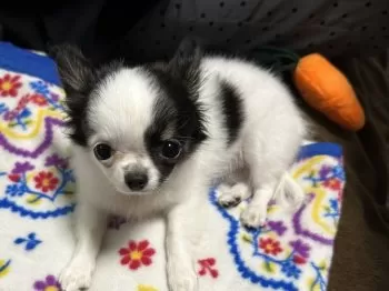 S.K 様のお迎えした子犬