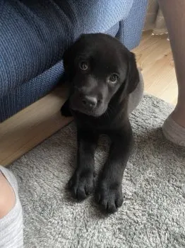 k.k 様のお迎えした子犬