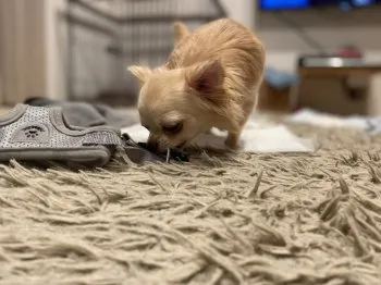 Y.N 様のお迎えした子犬