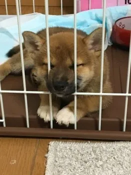めぐ 様のお迎えした子犬