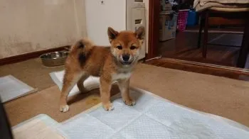 静かな日曜日 様のお迎えした子犬