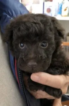 lomilomi 様のお迎えした子犬