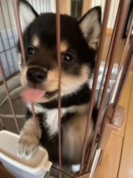 黒豆タイガ 様のお迎えした子犬