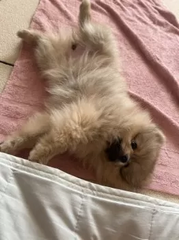 R.M 様のお迎えした子犬