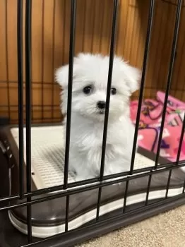 みんみ 様のお迎えした子犬