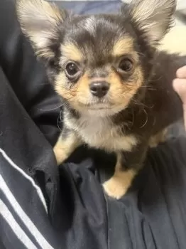 シトラ 様のお迎えした子犬