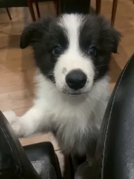 S.H 様のお迎えした子犬