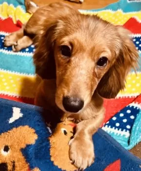 Sora 様のお迎えした子犬