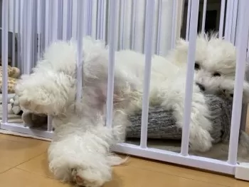 M.Ｉ 様のお迎えした子犬