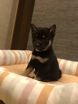 Y.M 様のお迎えした子犬