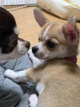 K.M 様のお迎えした子犬