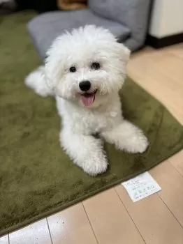 もりもり 様のお迎えした子犬