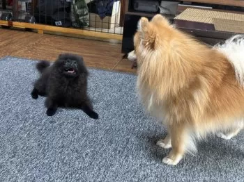 辻やん 様のお迎えした子犬