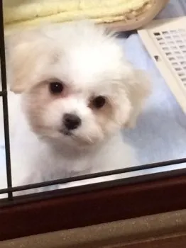Tak 様のお迎えした子犬